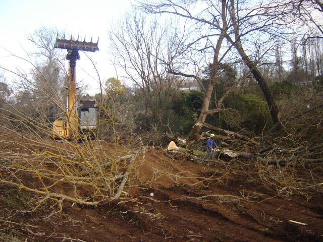 LSP- the beginning, 2008-11 Cambridge Tree Trust